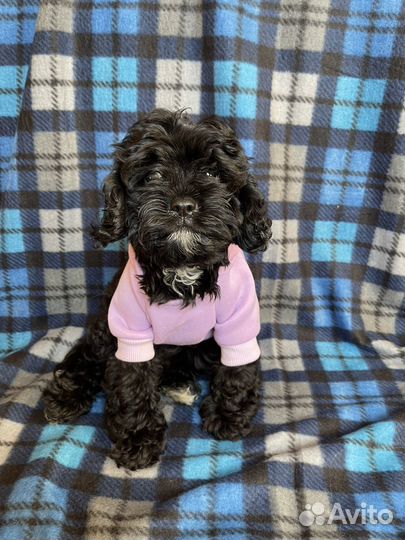 Кавапу бейби фэйс