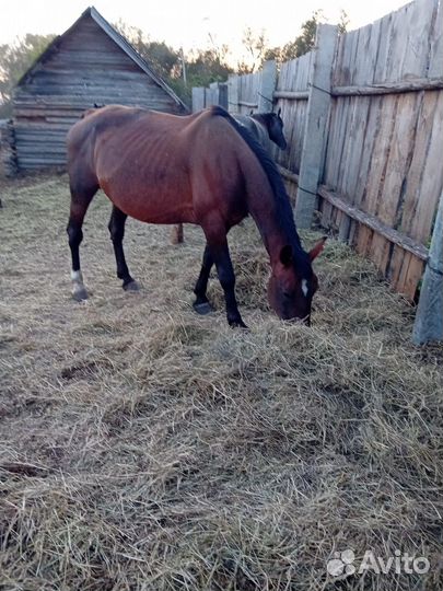 Жерёбые обученные кобылы