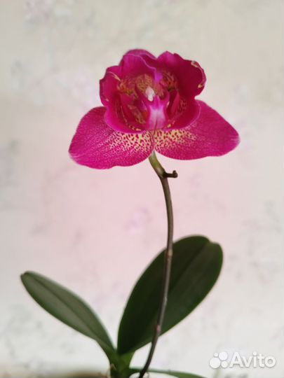 Орхидея Phal. Joy Spotted Butterfly