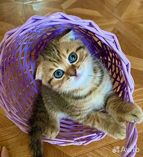 Кот для вязки