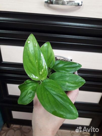 Филодендроны