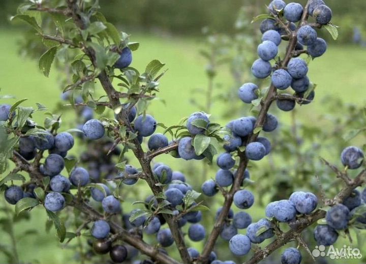 Терновник саженцы