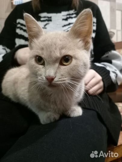 Котенок в добрые руки