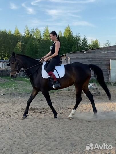 Лошадь в аренду конкур,прогулки