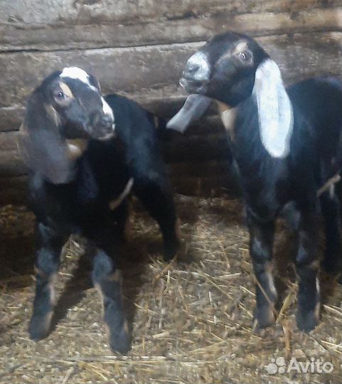 Козы Нубийские и % Камори