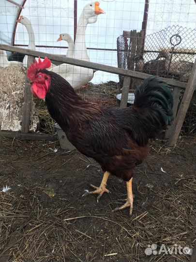 Петух Род-Айланд