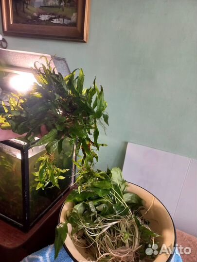 Водоросли для аквариума