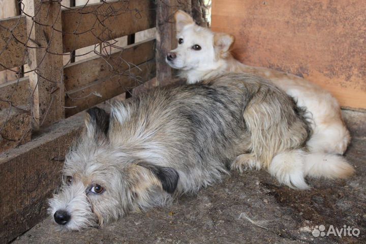 Собаки в добрые руки