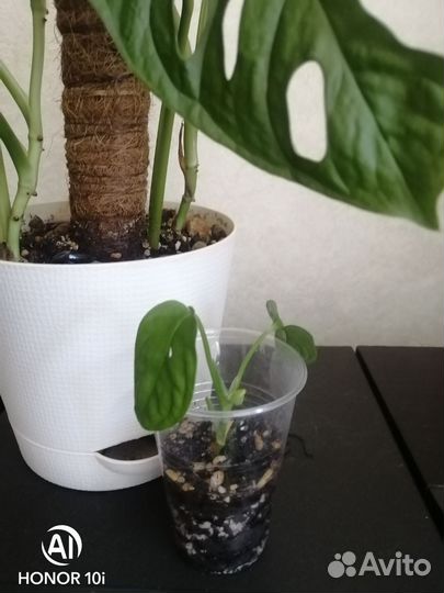 Монстера манки