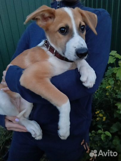 Собака в добрые руки щенок