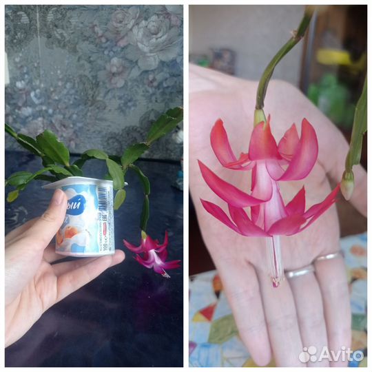 Шлюмбергера (декабрист)