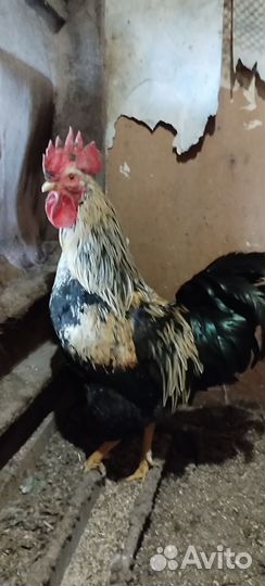 Кролики мясных пород