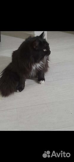 Петя и Бакс