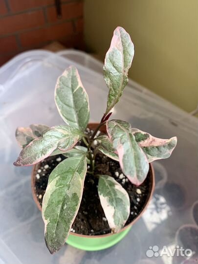 Псевдоэрантемум, педилантус и др