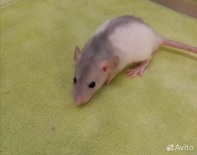 Крыса дамбо