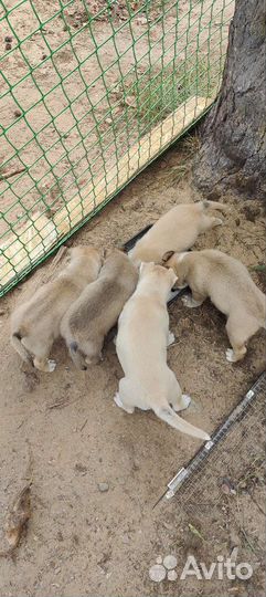 Щенки хаски+ стаф