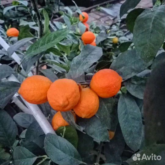 Мандарин Павловский
