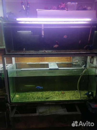 Продаются аквариумы и аквариумные рыбки