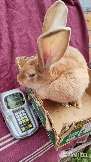 Кролики и голуби