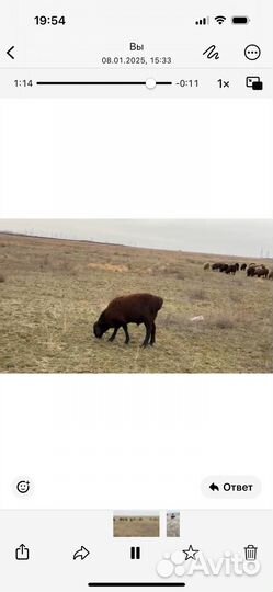 Баранчики на племя гисары