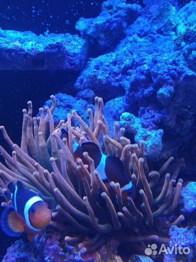 Актиния квадриколор