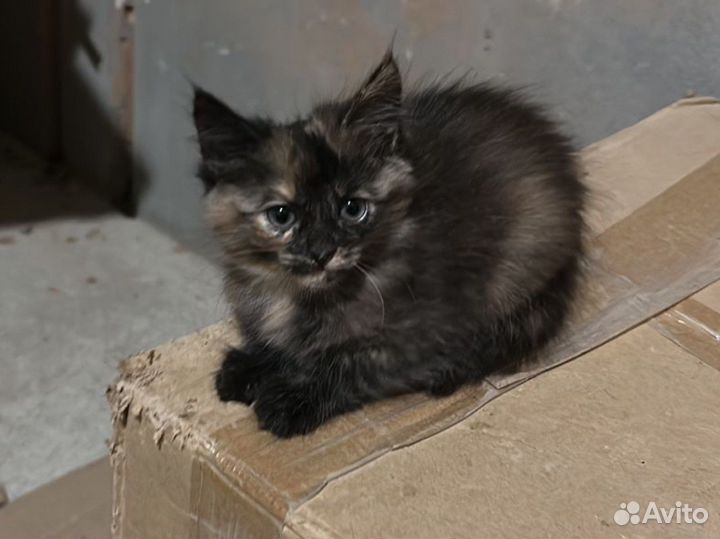 Котята только в добрые руки