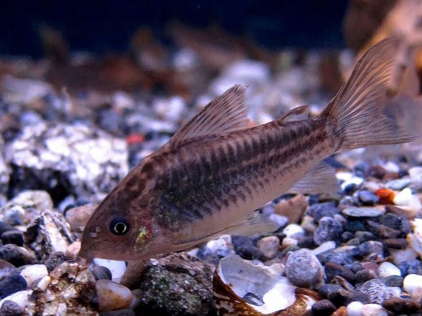 Сомик Коридорас Элеганс (Corydoras Elegans)