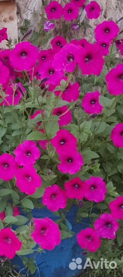 Серебристая ель,Петуния