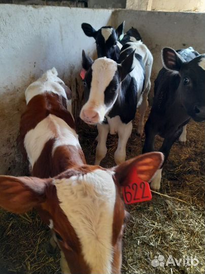 Телята с доставкой за наш счёт