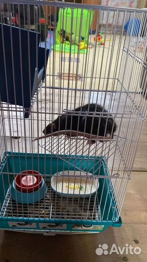 Крыса с клеткой