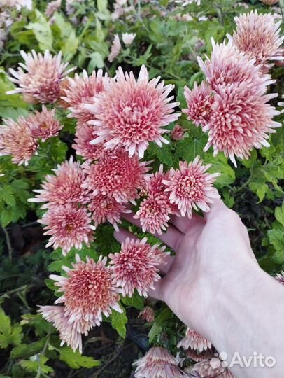 Хризантема мультифлора и корейская