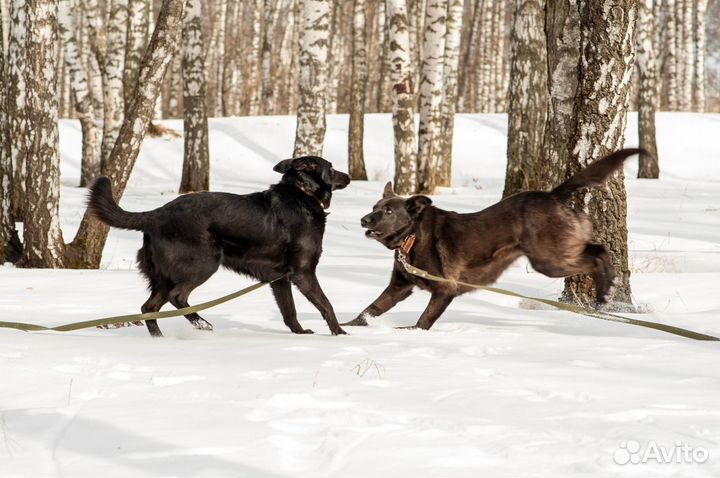 Сестрёнки Слива и Вакса умеют удивлять