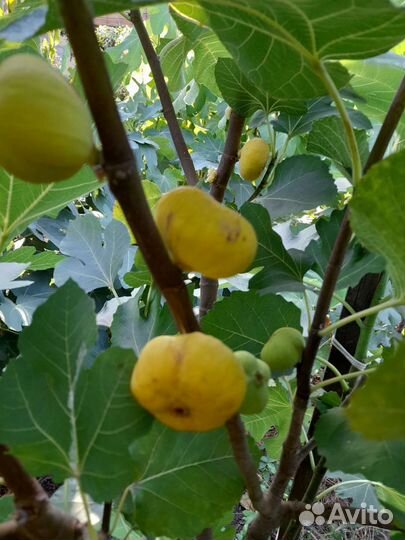 Саженцы инжира