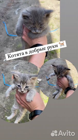 Котята в добрые руки