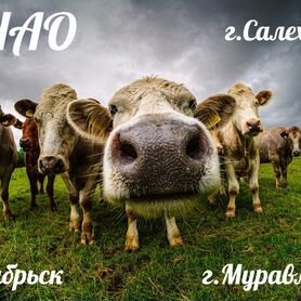 Продукты на корм животным (г.Муравленко,г.Ноябрьск