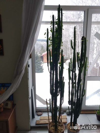 Кактус молочай