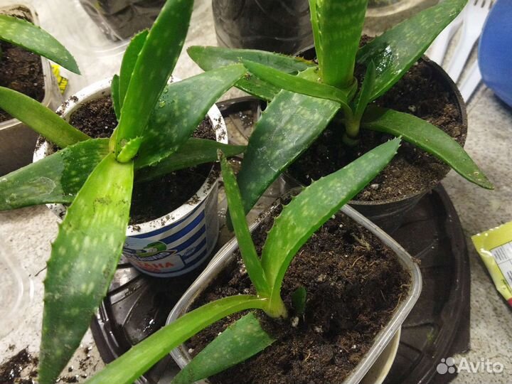 Алоэ вера лечебный цветок жирнолистный