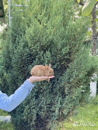 Элитные мини кролики