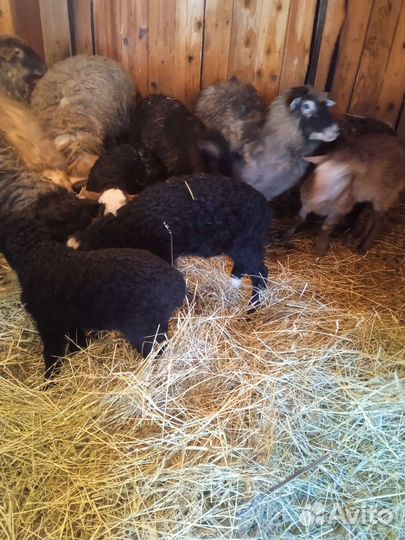 Овцы бараны