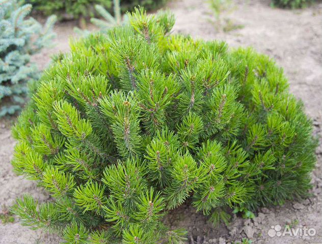 Сосна горная