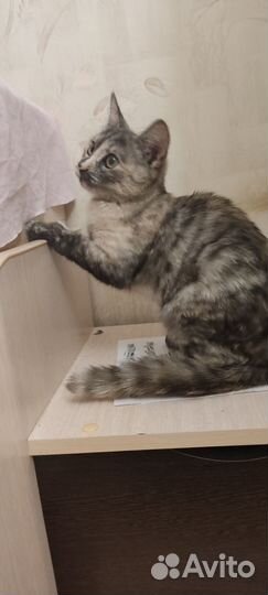 Кошки в добрые руки