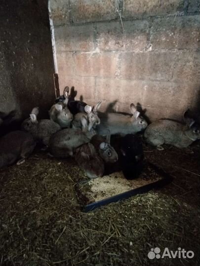 Крольчихи, индюшки, утки