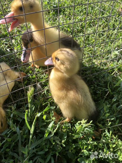 Утята домашние муларды