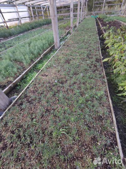 Кедр Сибирский сеянцы с окс хвойные на Доращи