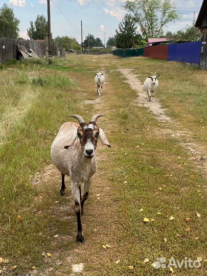 Продаются козы