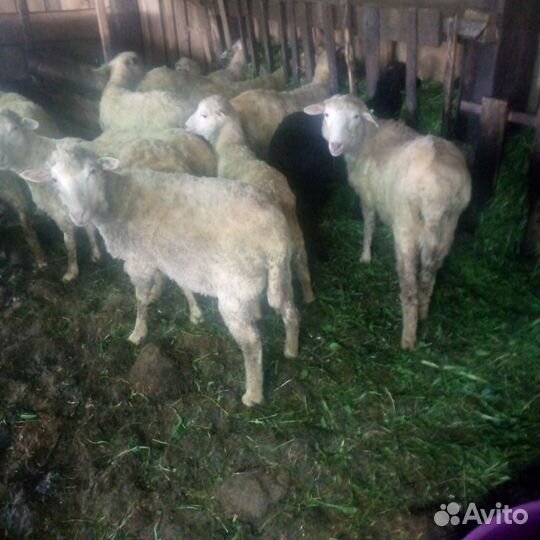 Овцы на Курбан-байрам