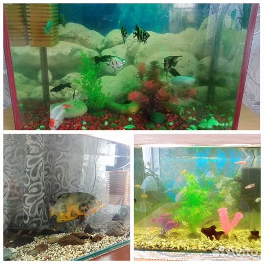 Готовые аквариумы