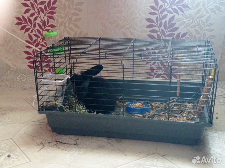 Декоративные кролики