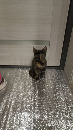 Кошки