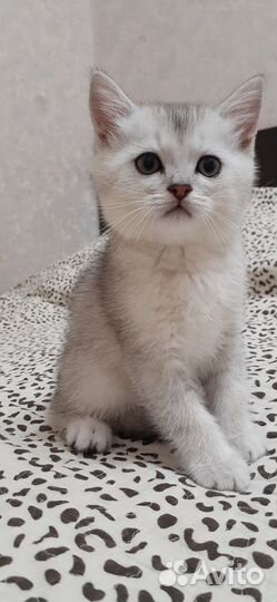 Британская шиншилла серебро